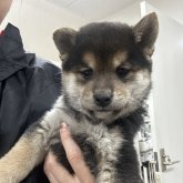 柴犬(標準サイズ)