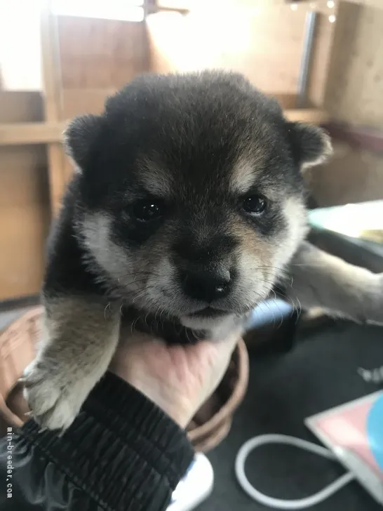 柴犬(標準サイズ)【千葉県・女の子・2020年4月12日・黒】の写真1