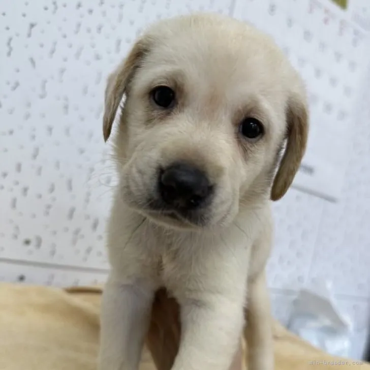 T 様のお迎えした子犬