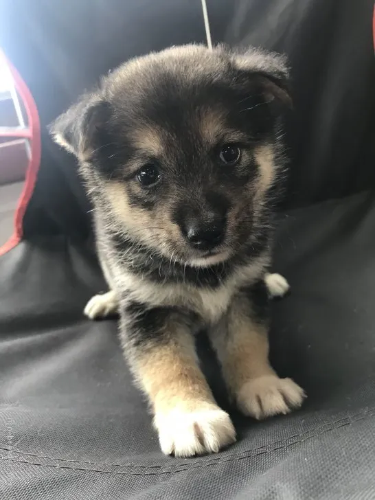 ケイ太 様のお迎えした子犬