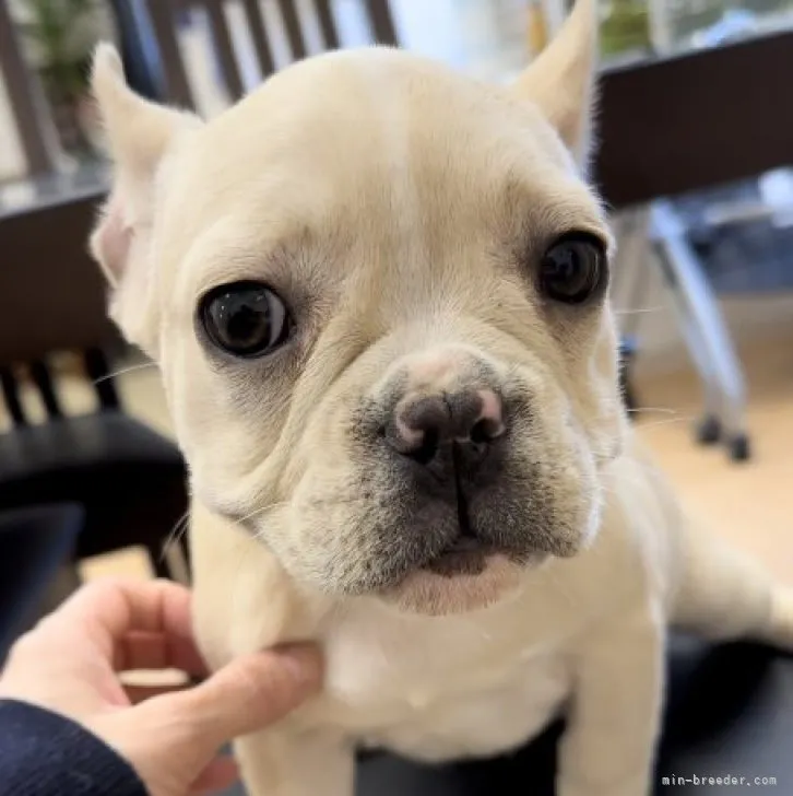 まーちゃん 様のお迎えした子犬