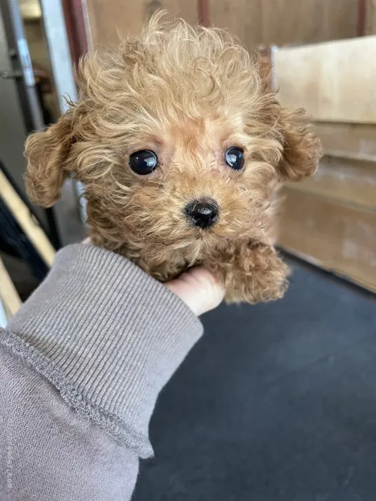 あー 様のお迎えした子犬