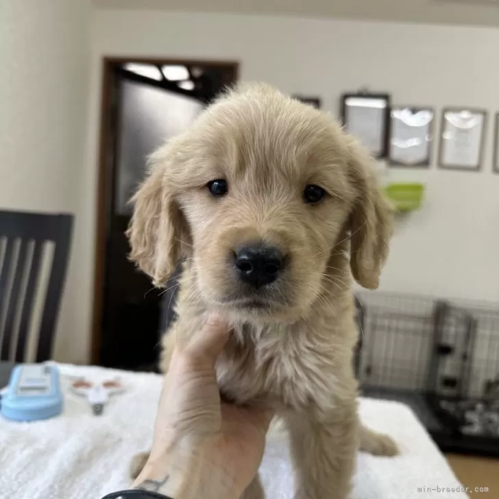 ショーンK 様のお迎えした子犬