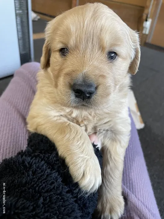 j 様のお迎えした子犬