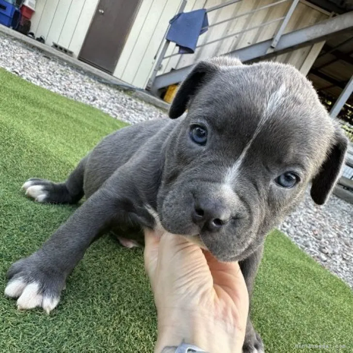 てっちょ 様のお迎えした子犬