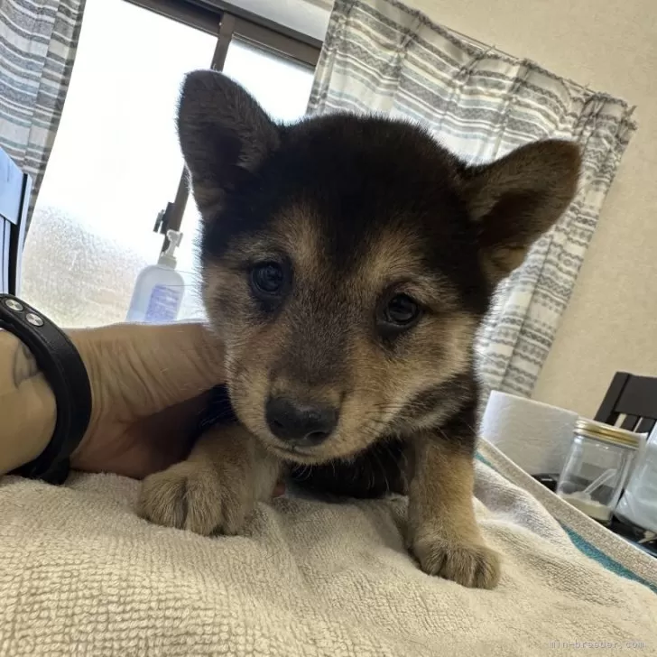 柴犬(標準サイズ)【千葉県・女の子・2024年2月13日・黒】の写真1