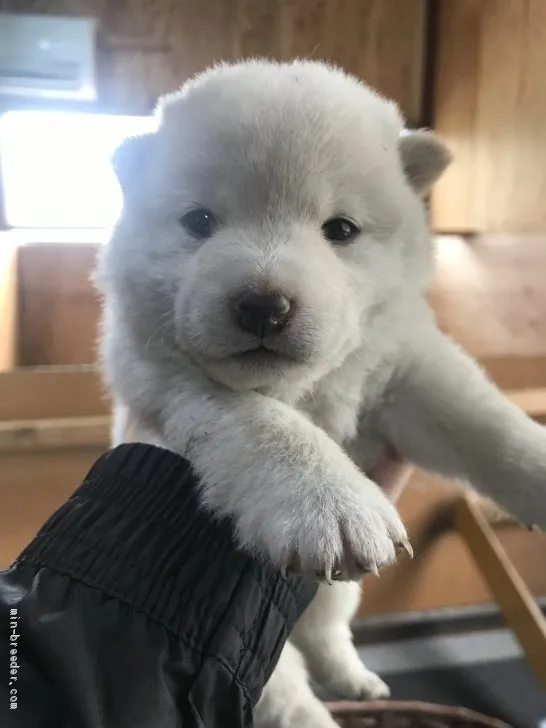 柴犬(標準サイズ)【千葉県・女の子・2020年4月12日・白】の写真1