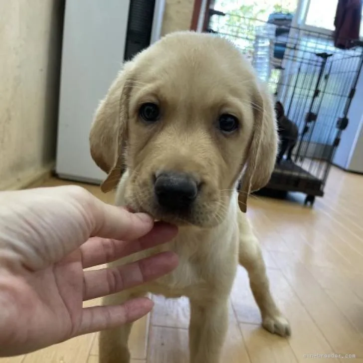 sc.y 様のお迎えした子犬