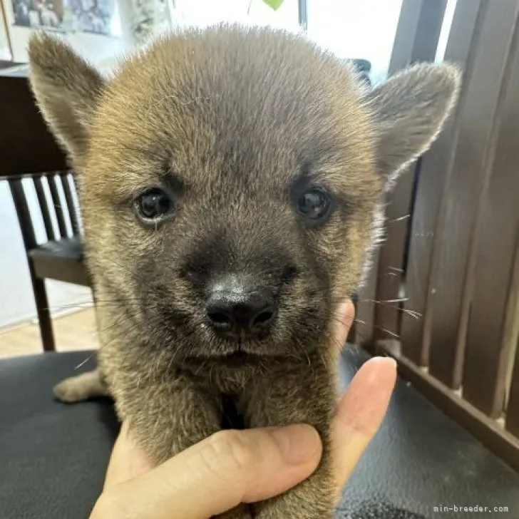 柴犬(標準サイズ)【千葉県・男の子・2023年8月9日・赤】の写真1