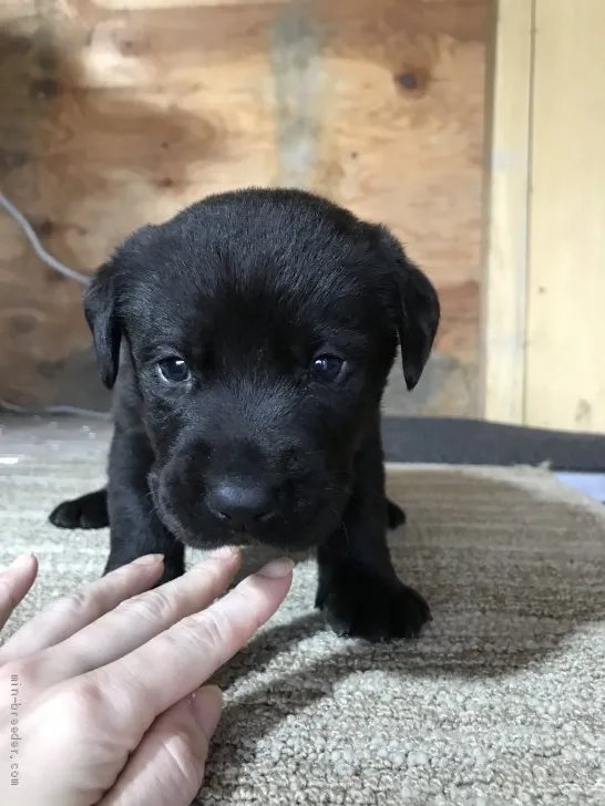 k 様のお迎えした子犬