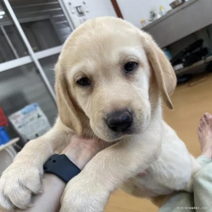 きのこ 様のお迎えした子犬