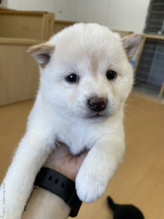 たまちゃん 様のお迎えした子犬