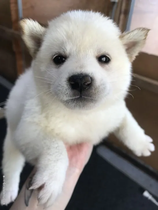 柴犬(標準サイズ)【千葉県・男の子・2020年6月29日・白】の写真1