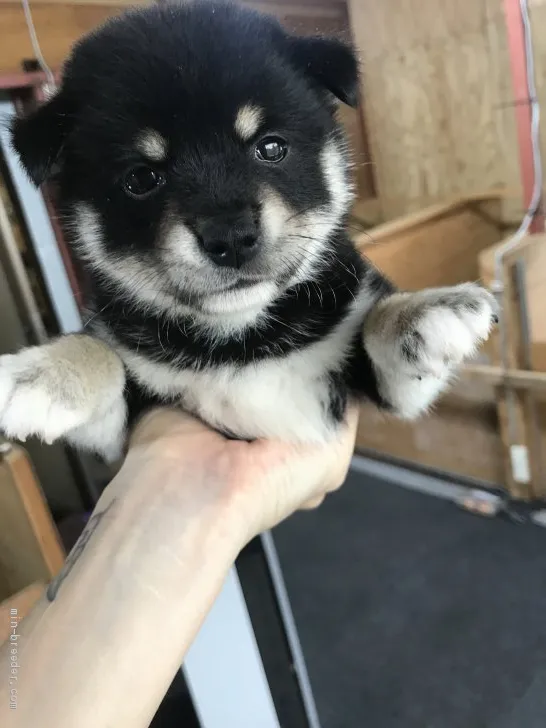 まるママ 様のお迎えした子犬