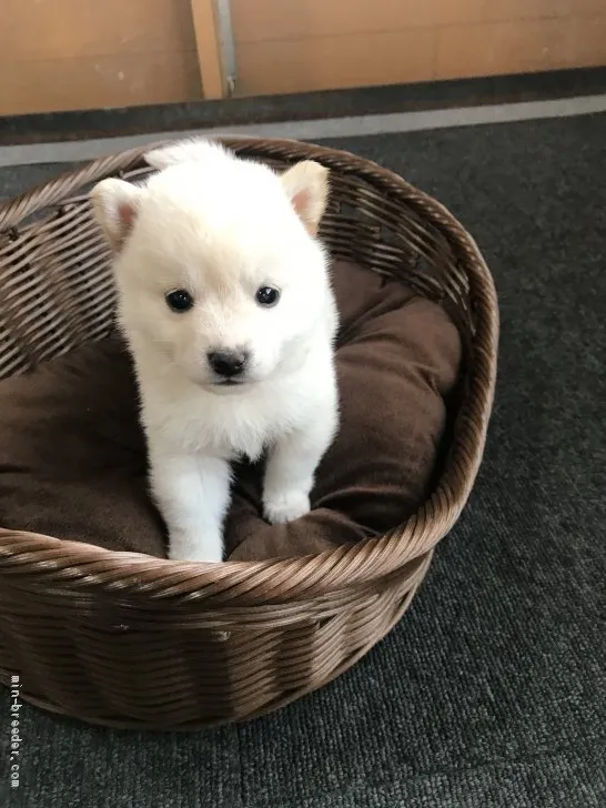 柴犬(標準サイズ)【千葉県・女の子・2019年12月7日・白】の写真1