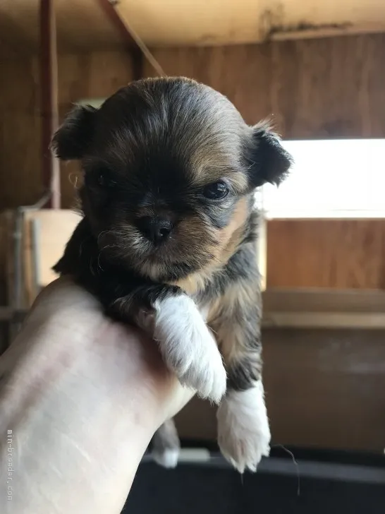 O.K 様のお迎えした子犬