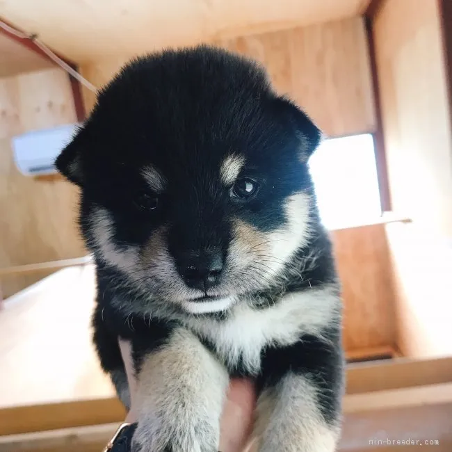 透子 様のお迎えした子犬