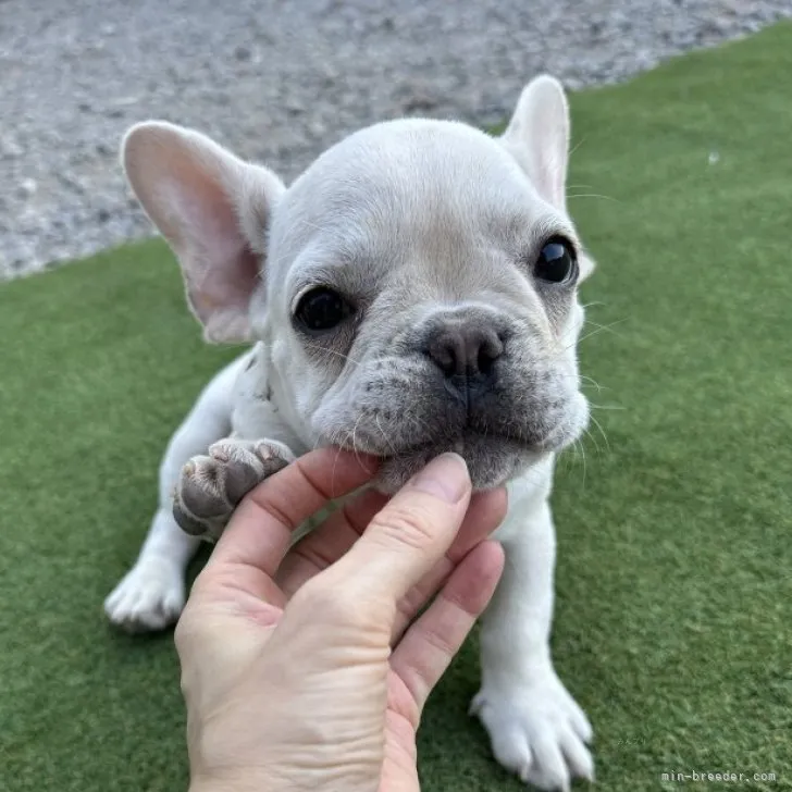 N.N 様のお迎えした子犬