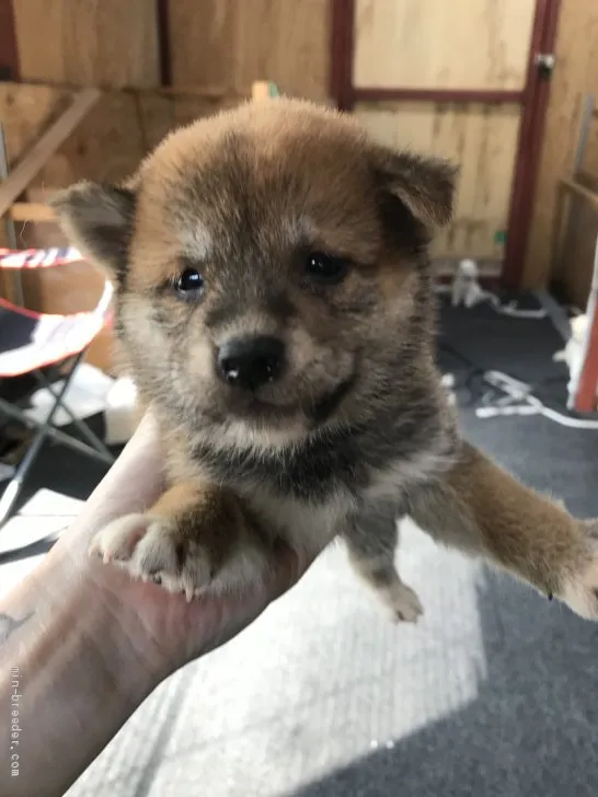 まゆ 様のお迎えした子犬