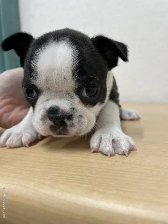 あみ 様のお迎えした子犬