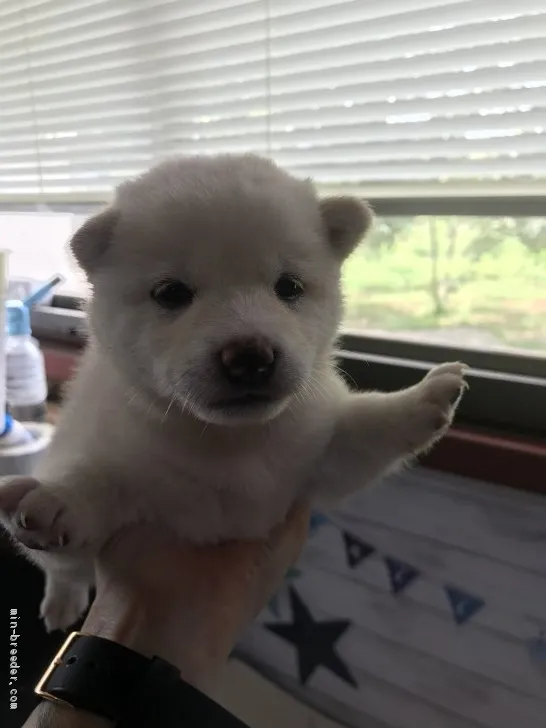 瑠璃 様のお迎えした子犬