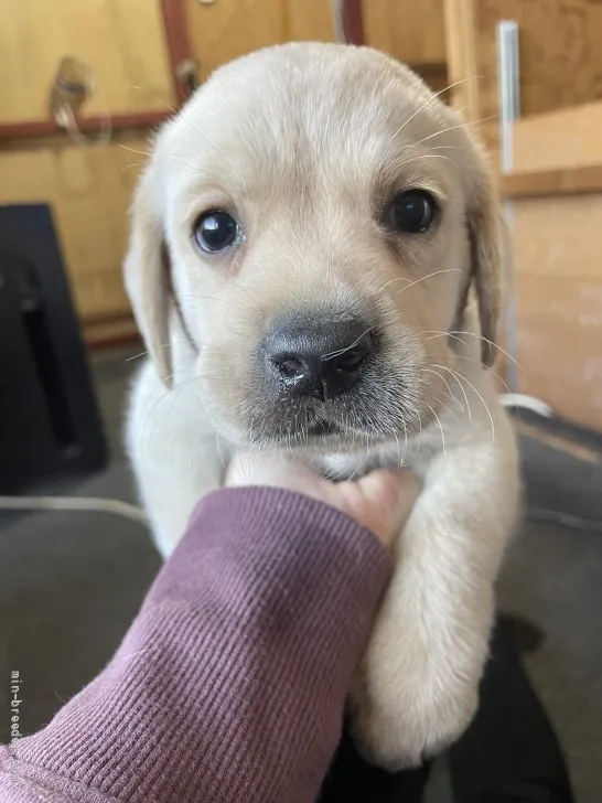 S.M 様のお迎えした子犬