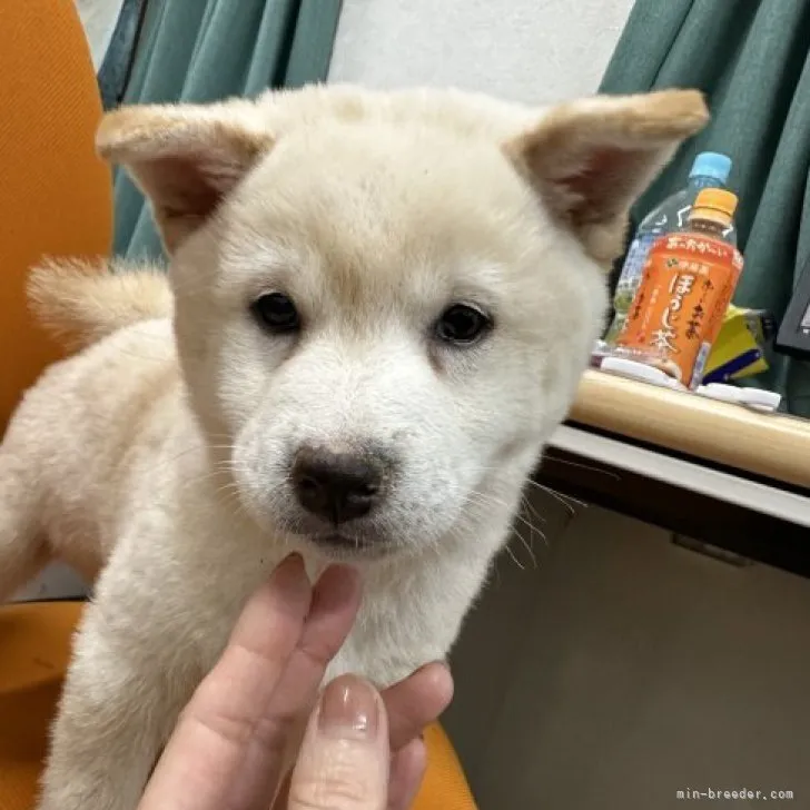 ＧＯ 様のお迎えした子犬