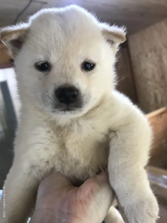 柴犬(標準サイズ)【千葉県・男の子・2020年6月29日・白】の写真1