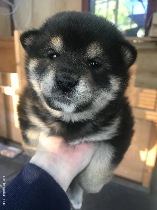 たっちー 様のお迎えした子犬