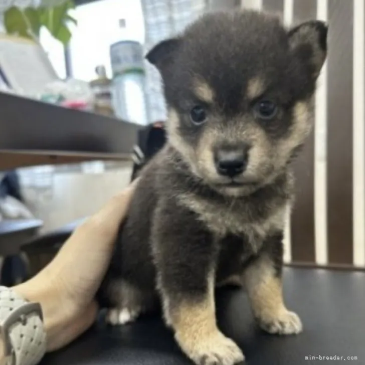 Y.N 様のお迎えした子犬