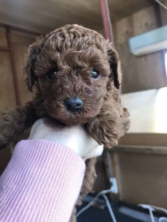 ヤマ 様のお迎えした子犬