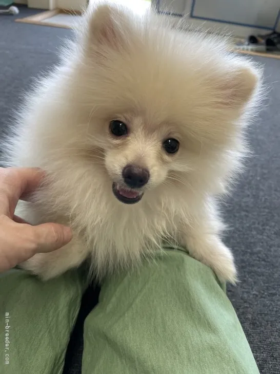 さくらんぼ 様のお迎えした子犬