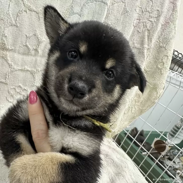 柴犬(標準サイズ)【千葉県・男の子・2024年8月15日・黒】の写真1