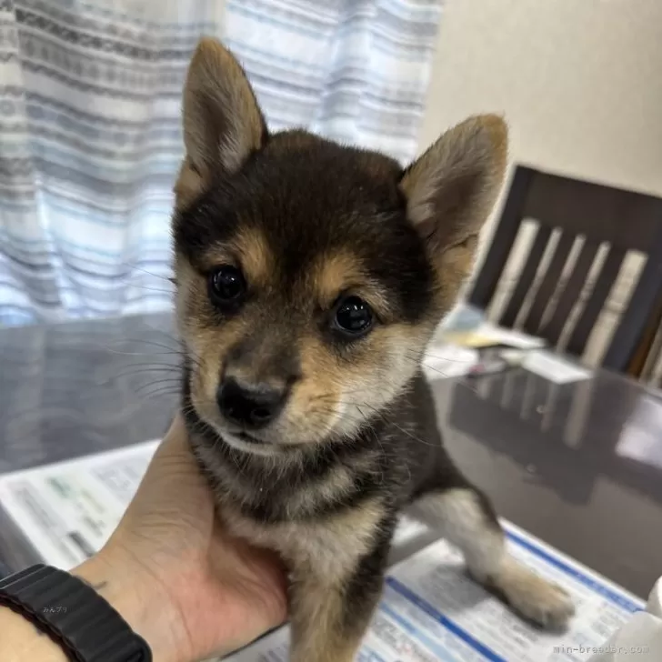 柴犬(標準サイズ)【千葉県・男の子・2024年8月19日・黒】の写真1