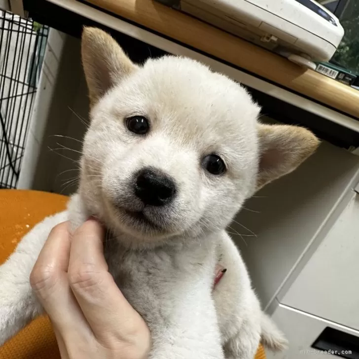 柴犬(標準サイズ)【千葉県・男の子・2024年9月11日・白】の写真1