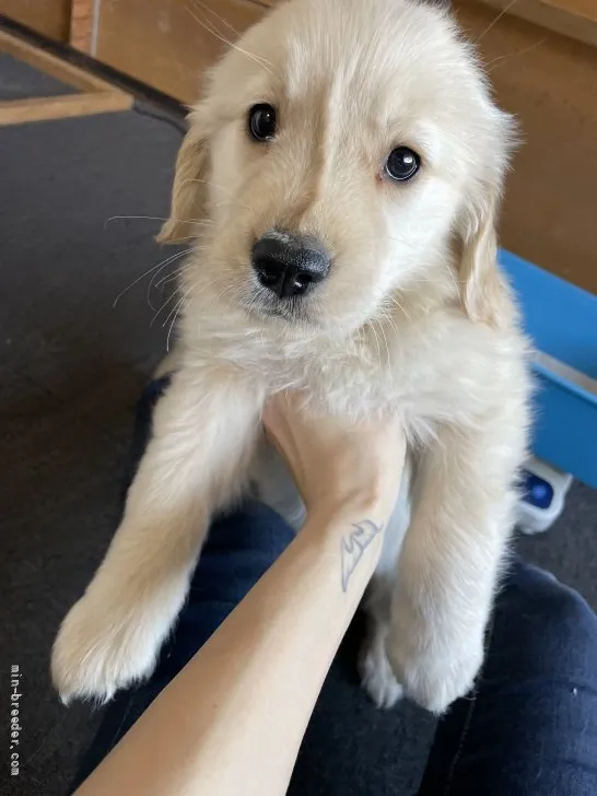 きょうか 様のお迎えした子犬