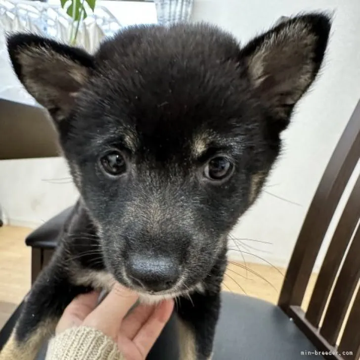 ケンチ 様のお迎えした子犬