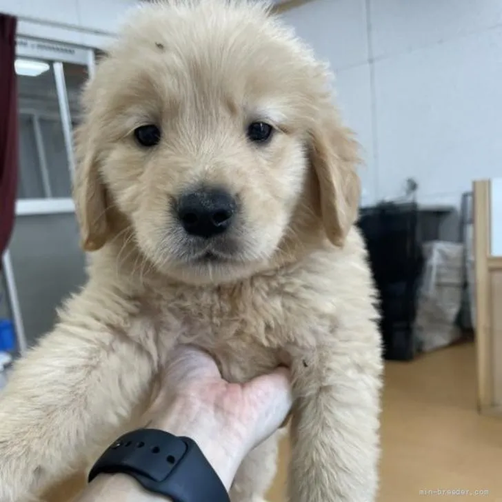 いっちゃん 様のお迎えした子犬