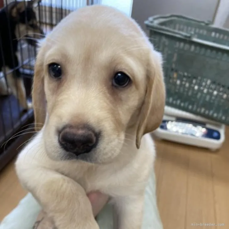 ミロ 様のお迎えした子犬