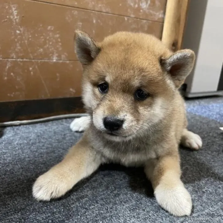 りょうた 様のお迎えした子犬