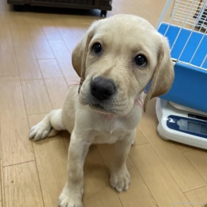 モト 様のお迎えした子犬