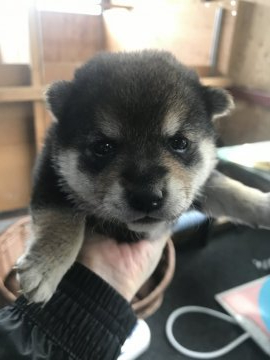 柴犬(標準サイズ)【千葉県・女の子・2020年4月12日・黒】の写真「小柄な女の子💕」