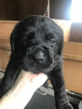 ラブラドールレトリバー【千葉県・女の子・2020年6月9日・ブラック】の写真「整ったお顔だち🐶💕」