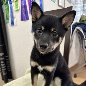 柴犬(豆柴)【千葉県・女の子・2023年1月14日・黒】の写真「とてもかわいい女の子😍」