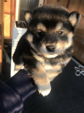 柴犬(標準サイズ)【千葉県・女の子・2020年3月29日・黒】の写真「モコモコの柴犬🐶」