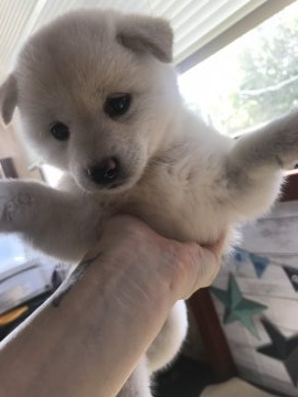 柴犬(標準サイズ)【千葉県・女の子・2019年7月27日・白】の写真「まるでシロクマ♥️」