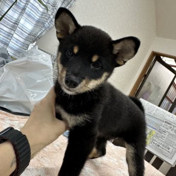 柴犬(標準サイズ)【千葉県・女の子・2024年7月10日・黒】の写真「わんぱく女の子😎✨️」