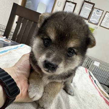 柴犬(豆柴)【千葉県・女の子・2024年8月8日・黒】の写真「茶色まじりの黒柴ちゃん🐕♥️」