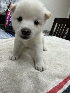 柴犬(豆柴)【千葉県・男の子・2024年8月8日・白】の写真「希少カラーの白豆柴くん‪(*∩´꒳`∩*)♡」