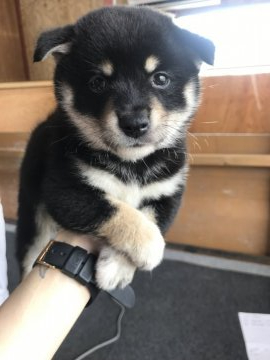 柴犬(標準サイズ)【千葉県・男の子・2019年8月20日・黒】の写真「とても大人しい子です😌💕」